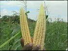 Agricultores da BA retiram do campo uma boa safra de milho verde