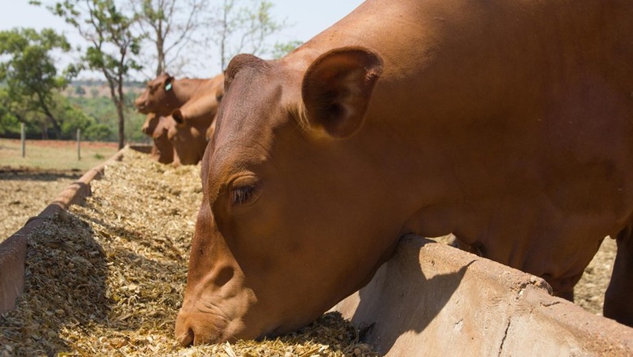 Queda na oferta de gado deve manter os preços da altos para os consumidores, dizem analistas