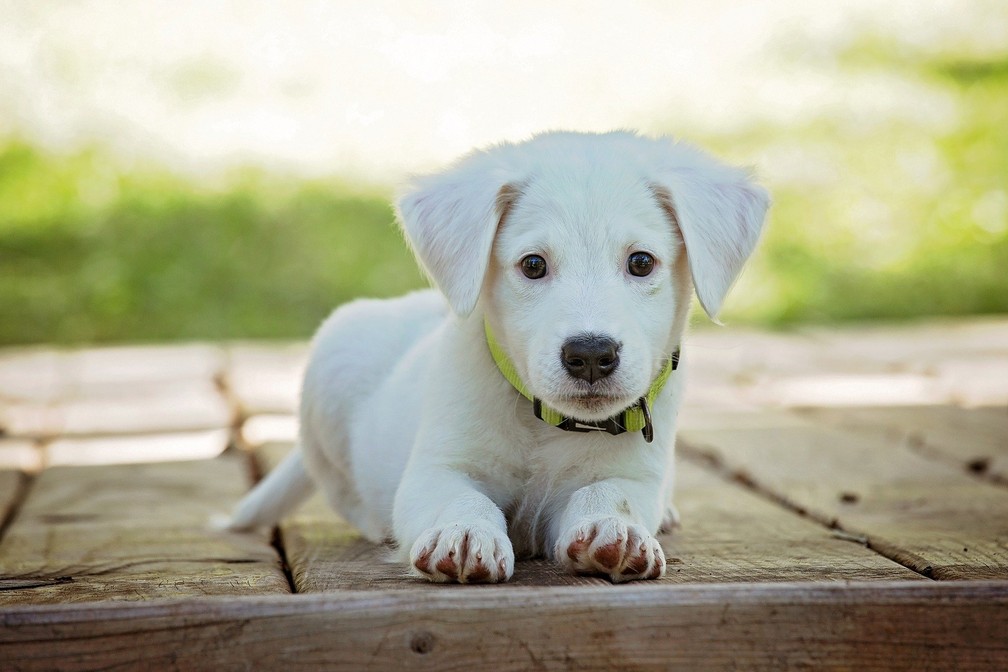 Dia Do Veterinario 3 Dicas Com Frases Para Celebrar A Data Como Higienizar G1