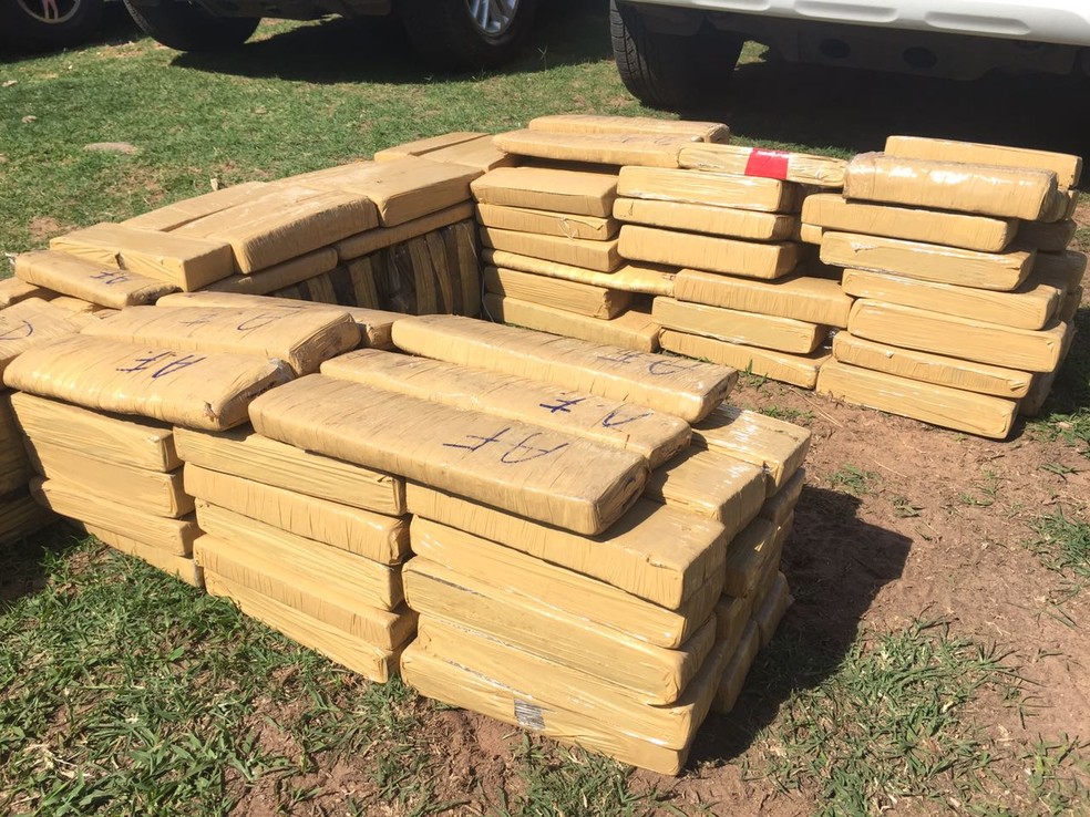 Maconha foi apreendida em sítio em Presidente Prudente (Foto: Murilo Zara/TV Fronteira)