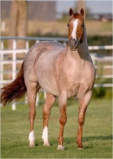 O belíssimo cavalo do Jean Carlos Pereira Neves