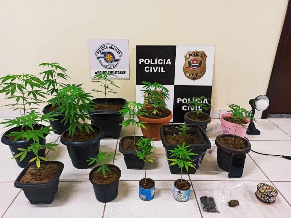 Pés de maconha eram cultivados em estufa caseira em Tarabai — Foto: Polícia Militar