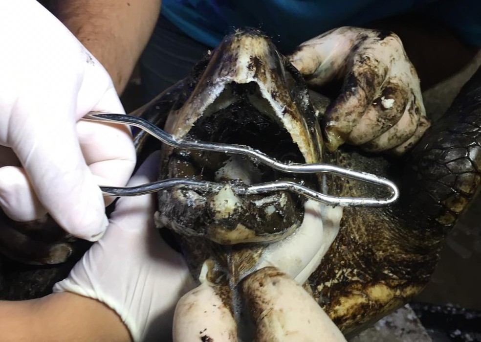 Preocupação é de que tartaruga tenha ingerido grande quantidade de óleo — Foto: Heloísa Guimarães/Inter TV Cabugi