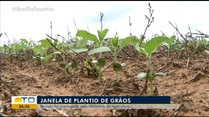 Janela para plantio de grãos é prorrogado devido à seca em cidades do Tocantins