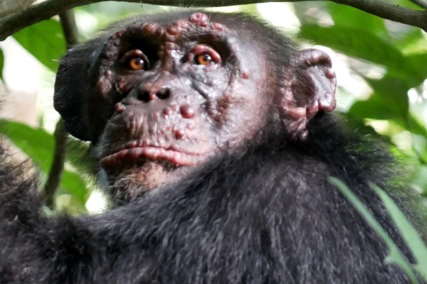 Lepra é encontrada em primatas pela primeira vez na história (Foto: Reprodução/Tai Chimpanzee Project)