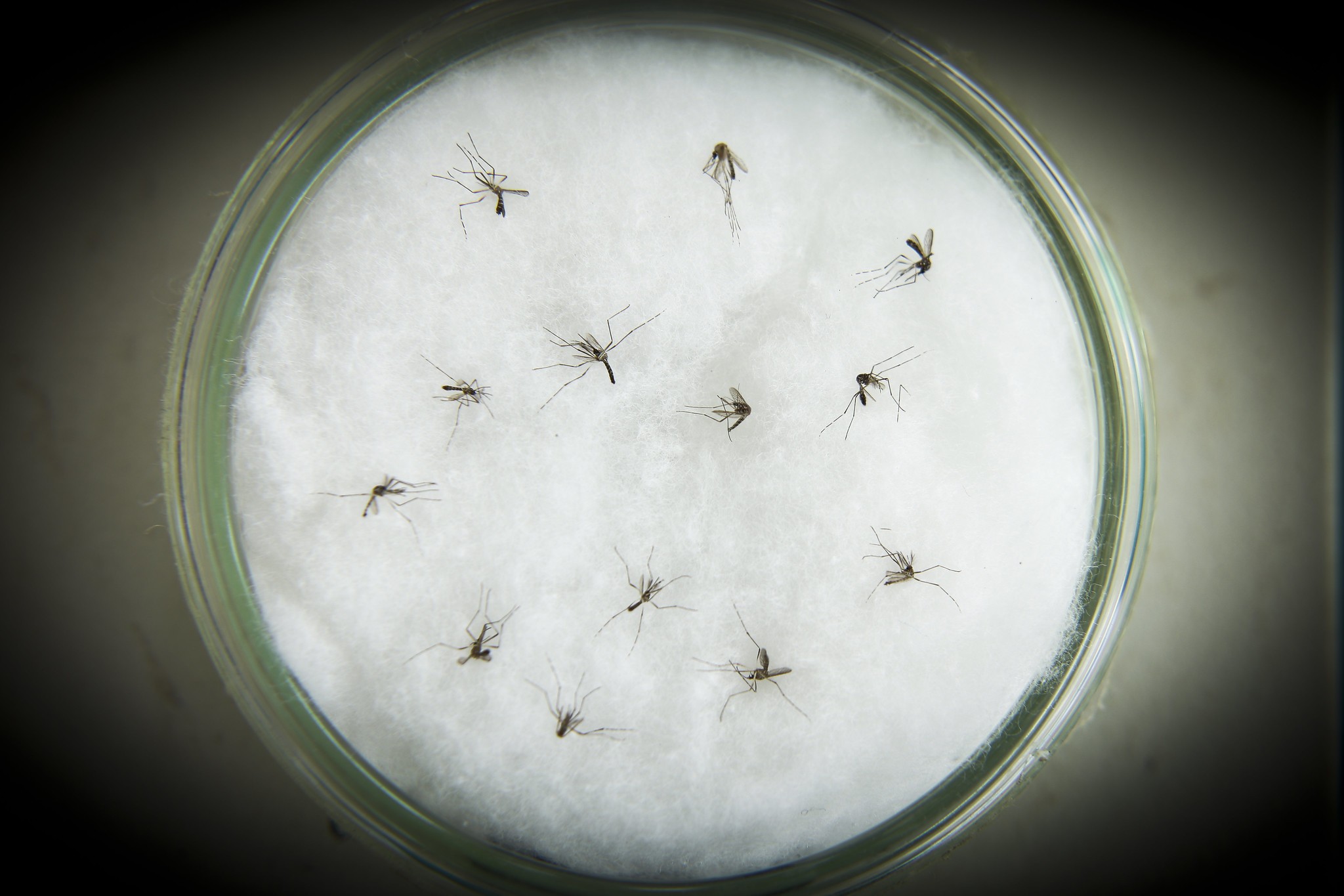 Aedes aegypti: Centro-Oeste de Minas tem mais de mil casos prováveis de dengue e 17 de chikungunya