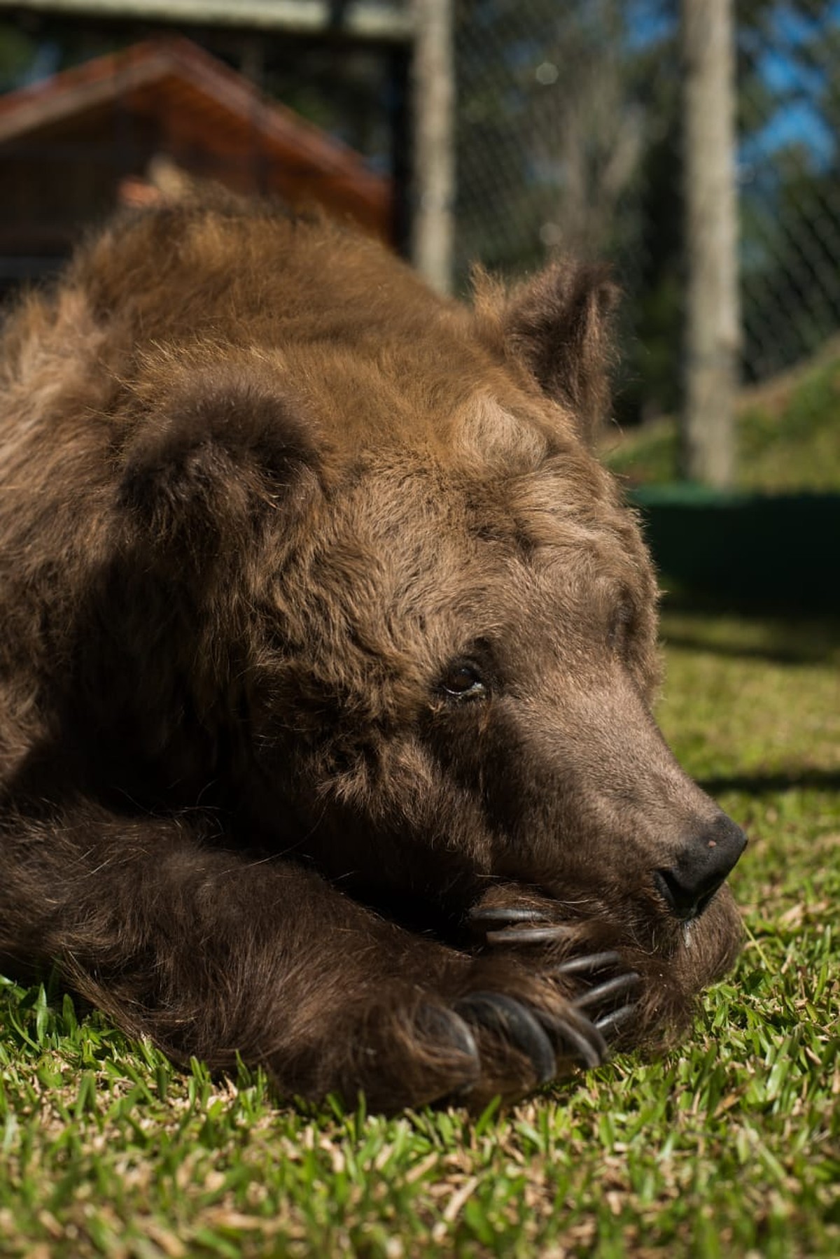 Ursa que ficou conhecida como ‘mais
