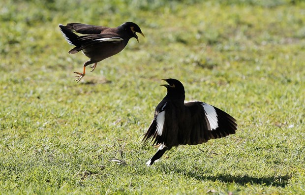 Pássaros pareciam trocar 'golpes de artes marciais' em Israel (Foto: Ahmad Gharabli/AFP)