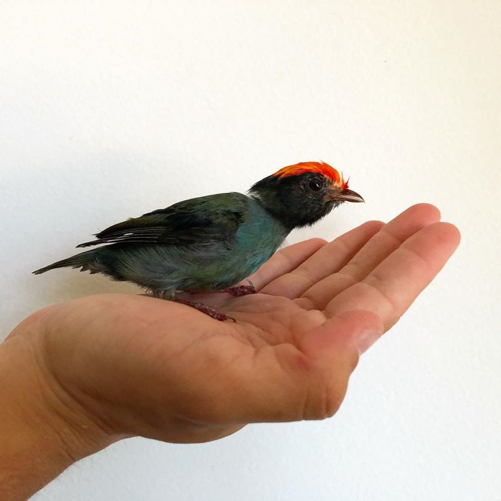 As aves são uma das espécies mais traficadas ao longo da história — Foto: Divulgação/Instituto Vida Livre