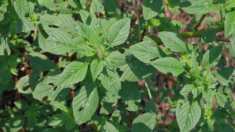 Amaranthus palmeri-daninha (Foto: Flickr/University of Delaware Carvel REC/Creative Commons)