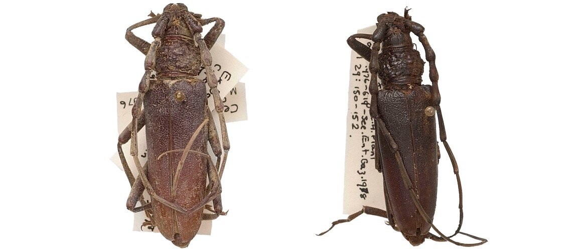 Par de besouros encontrado possui quase quatro mil anos, diz estudo  (Foto:  Museu de História Natural de Londres)