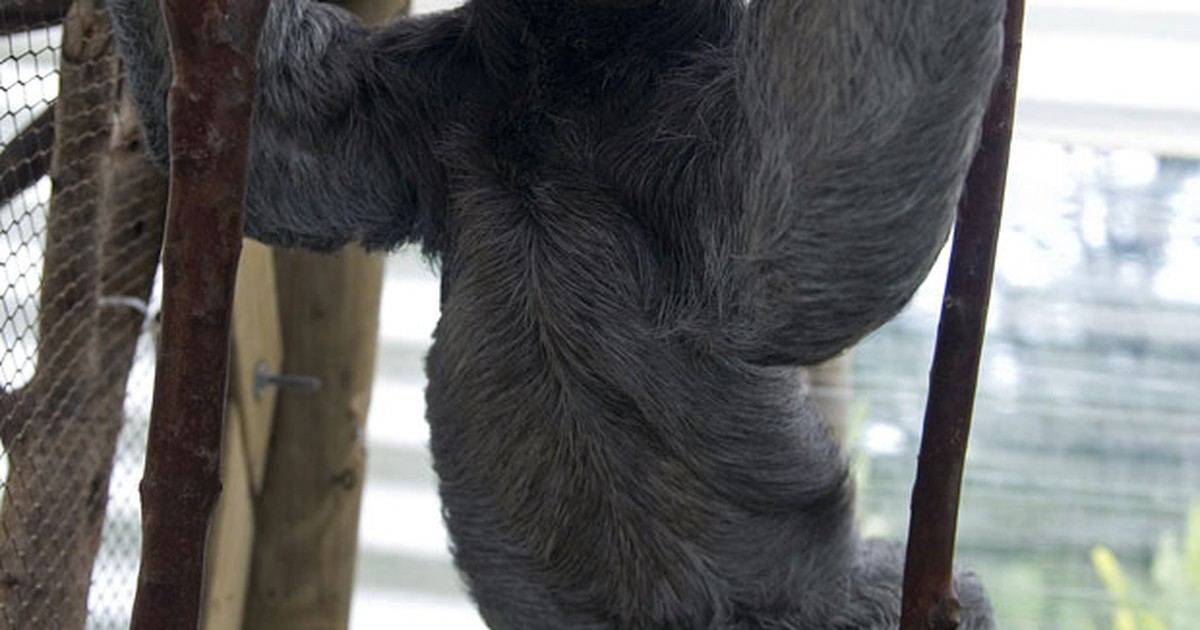 Natureza - Pesquisa revela a curiosa relação entre o bicho-preguiça e a ...