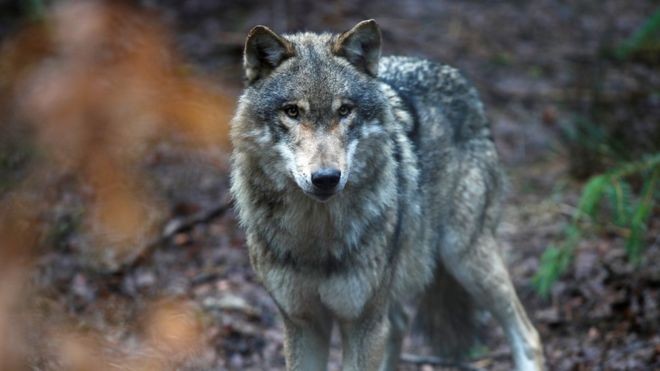 Este lobo foi fotografado em um parque na Alemanha. Mas lobos alemães selvagens atravessaram a fronteira para a Holanda (Foto: Reuters via BBC)