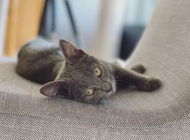 Tereza, nova gatinha de Lucas Lima e Sandy (Foto: Reprodução / Instagram)