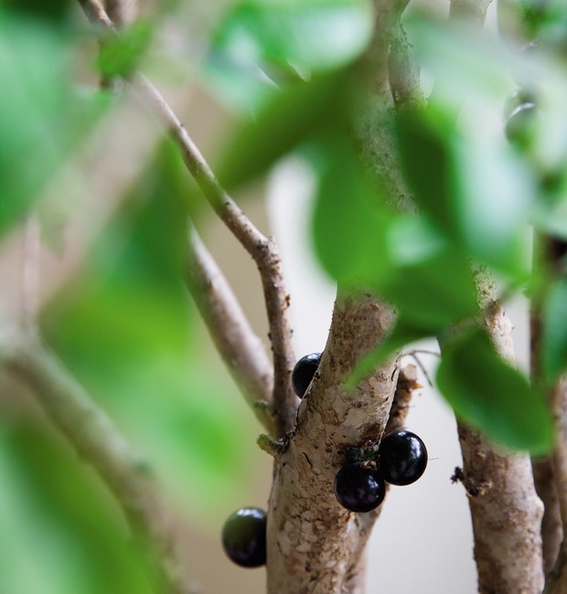 Jabuticabeira hÌbrida (Myrciaria x cauliflora). Imagem produzida para ilustrar a matÈria sobre o paisagismo com ·rvores frutÌferas em vasos na varanda de 22,5 metros quadrados, de um apartamento em HigienÛpolis, com projeto do escritÛrio Pateo Arquitetura (Foto: Evelyn Müller/EditoraGlobo)