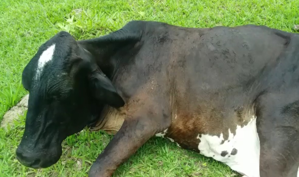 Vaca foi apelidada de "Guerreira" após o parto raro em Marília — Foto: Arquivo pessoal/Peterson Julien
