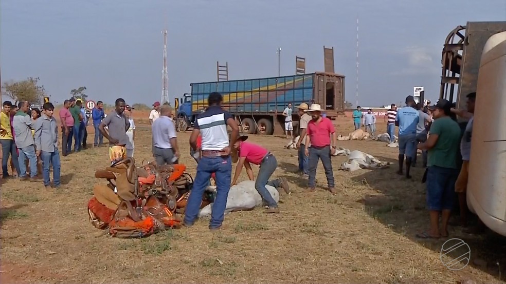 Funcionários estiveram no local para retirar o gado da carreta tombada (Foto: TVCA/Reprodução)