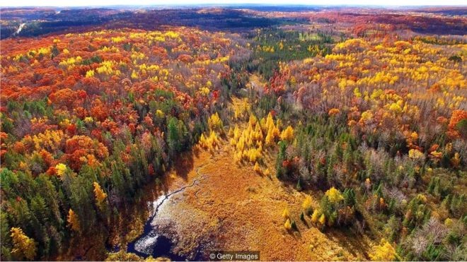 O enorme fungo descoberto por Jim Anderson e seus colegas vive sob uma floresta na península de Michigan há 2.500 anos (Foto: GETTY IMAGES)