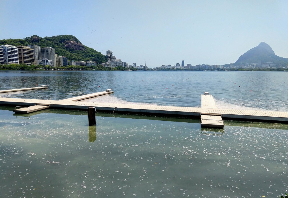 img 20181220 134626278 - Treze toneladas de peixes mortos são retirados da Lagoa Rodrigo de Freitas