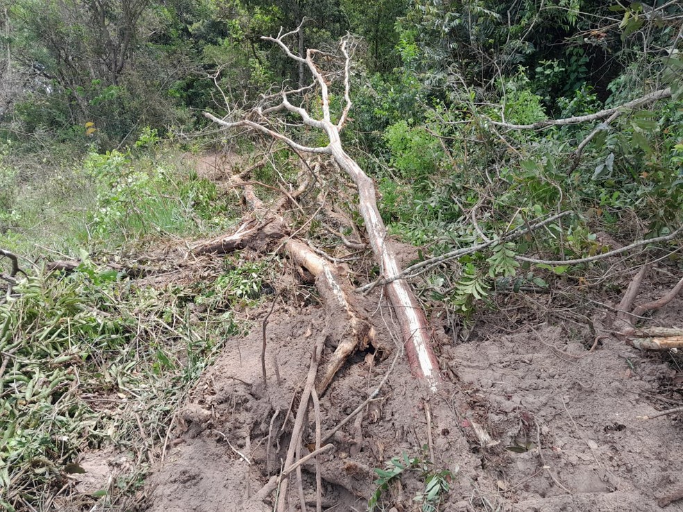 Fazendeiro é autuado em mais de R$ 25 mil pela supressão de árvores e destruição de vegetação nativa em área de preservação  — Foto: Polícia Ambiental
