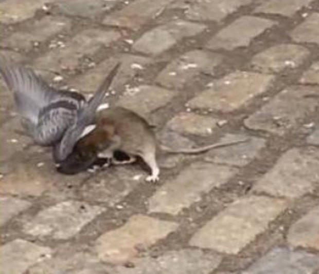 Rato e pombo foram flagrados brigando em rua de Nova York (Foto: Reprodução/YouTube/John Freund)