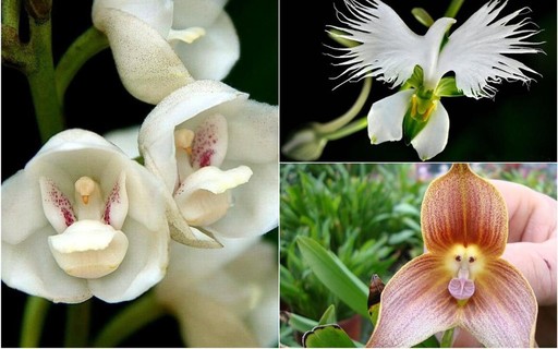 Orquídeas com bebê, sapatinho e pomba... veja as espécies mais inusitadas -  Casa e Jardim | Flores