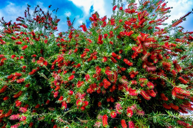 Beautiful and interesting bright red bottlebrush (Callistemon) tree flowers/blooms in Texas. (Foto: Getty Images/iStockphoto)