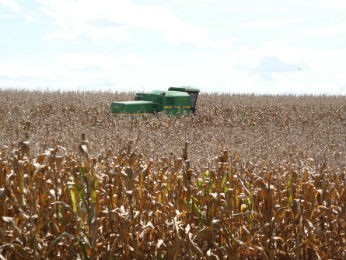Paraná deve liderar produção de milho em 2013, segundo o IBGE (Foto: Jonas Oliveira/AEnotícias)