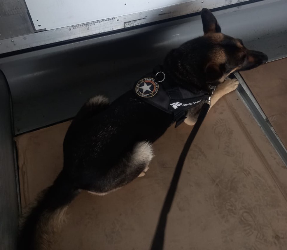 Cão de faro da Receita Federal ajudou na localização da droga — Foto: Divulgação/Receita Federal