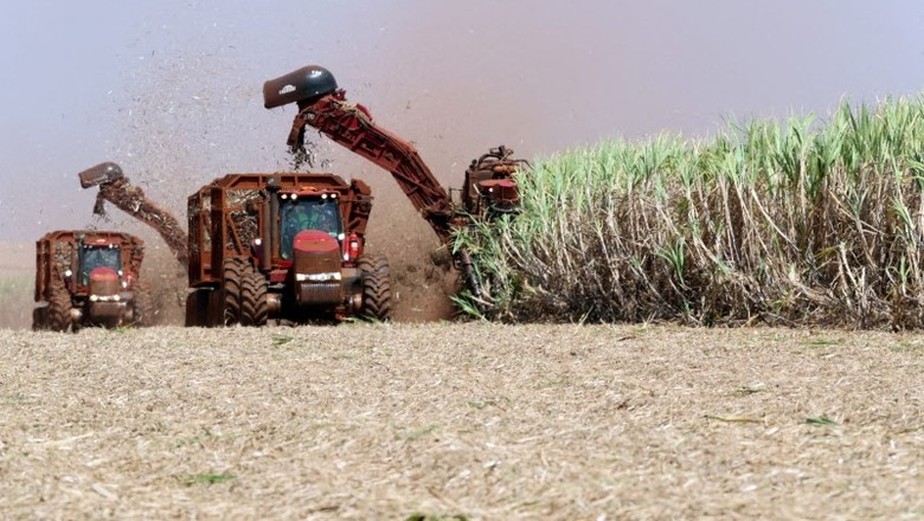 Melhora das condições climáticas deve favorecer produção de cana-de-açúcar, avalia StoneX  (Foto: REUTERS/Paulo Whitaker)