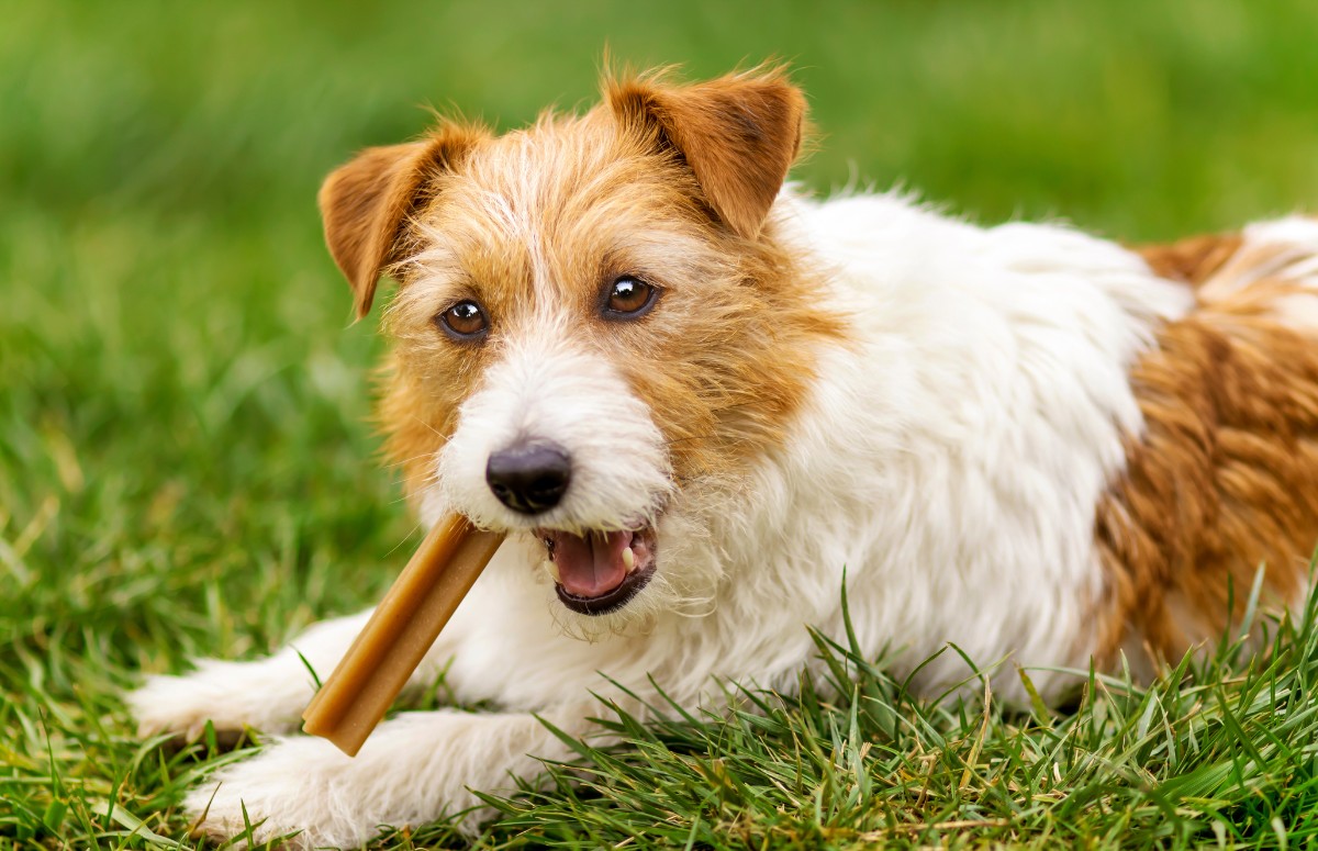 Letargia, náusea, vômito, hipotermia e convulsões são sintomas da intoxicação em cães  (Foto: Canva/ CreativeCommons)