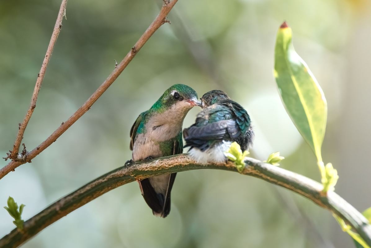 Você sabia que o beija-flor não se alimenta só de néctar?