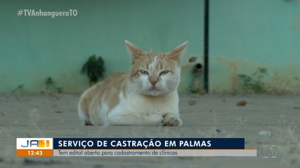 Clínicas veterinárias podem se cadastrar para oferecer serviços de castração em Palmas