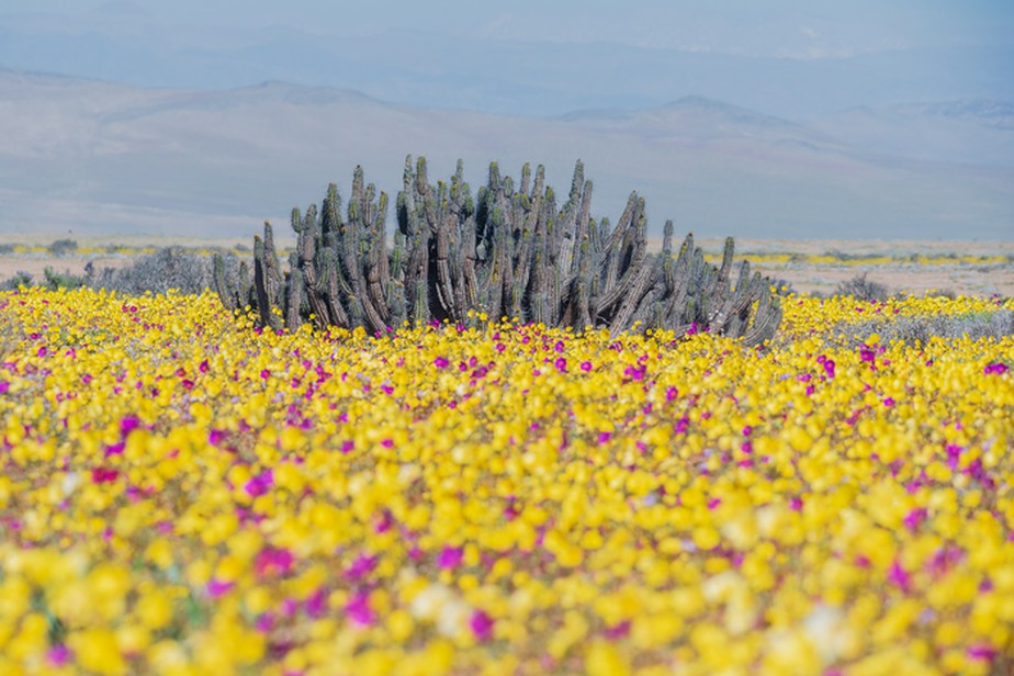 Atacama abriga uma das vistas mais espetaculares do mundo natural: o deserto florido
