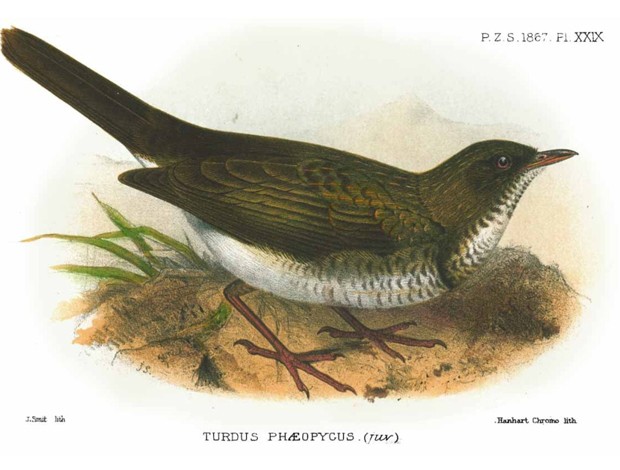 Ilustração de pássaro que consta no acervo de Alfred Wallace, cientista britânico 'pai' da evolução junto com Darwin (Foto: Reprodução/Wallace Online Project)