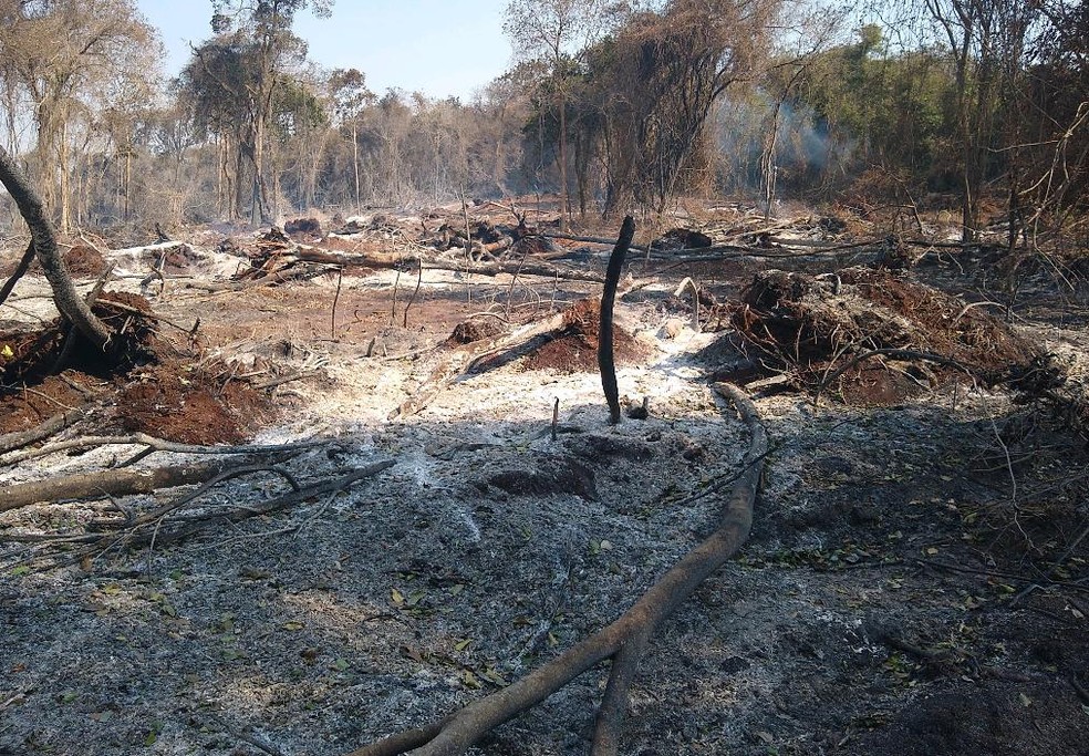 Todas as áreas danificadas somam 126,6 hectares — Foto: PMA/Divulgação