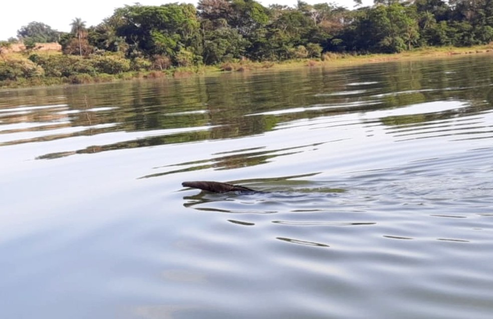 Tamanduá-bandeira 'nadador' é flagrado atravessando rio em Lins — Foto: Polícia Ambiental/Divulgação