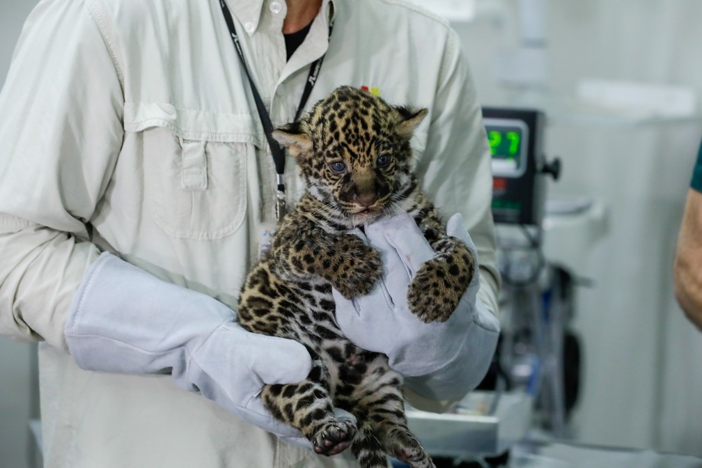 Filhote de onça-pintada do Refúgio Biológico de Itaipu — Foto: Kiko Sierich/Divulgação