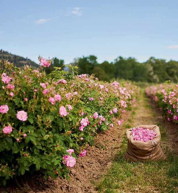Com aroma adocicado e apimentado, a rosa de maio é uma das mais  especiais para a perfumaria  (Foto: Divulgação)