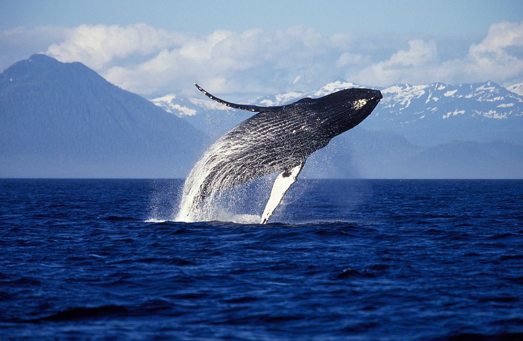 Humpback whale.Megaptera novaeangliae.Breaching. Inside Passage, Southeast Alaska. (Photo by: Francois Gohier/VW Pics/Universal Images Group via Getty Images) (Foto: Universal Images Group via Getty)