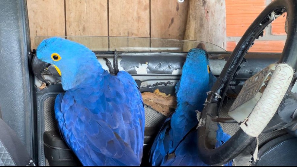 Bichos apresentam aspectos diferentes dos encontrados na natureza por conta da domesticação.  — Foto: Alysson Maruyama/TV Morena