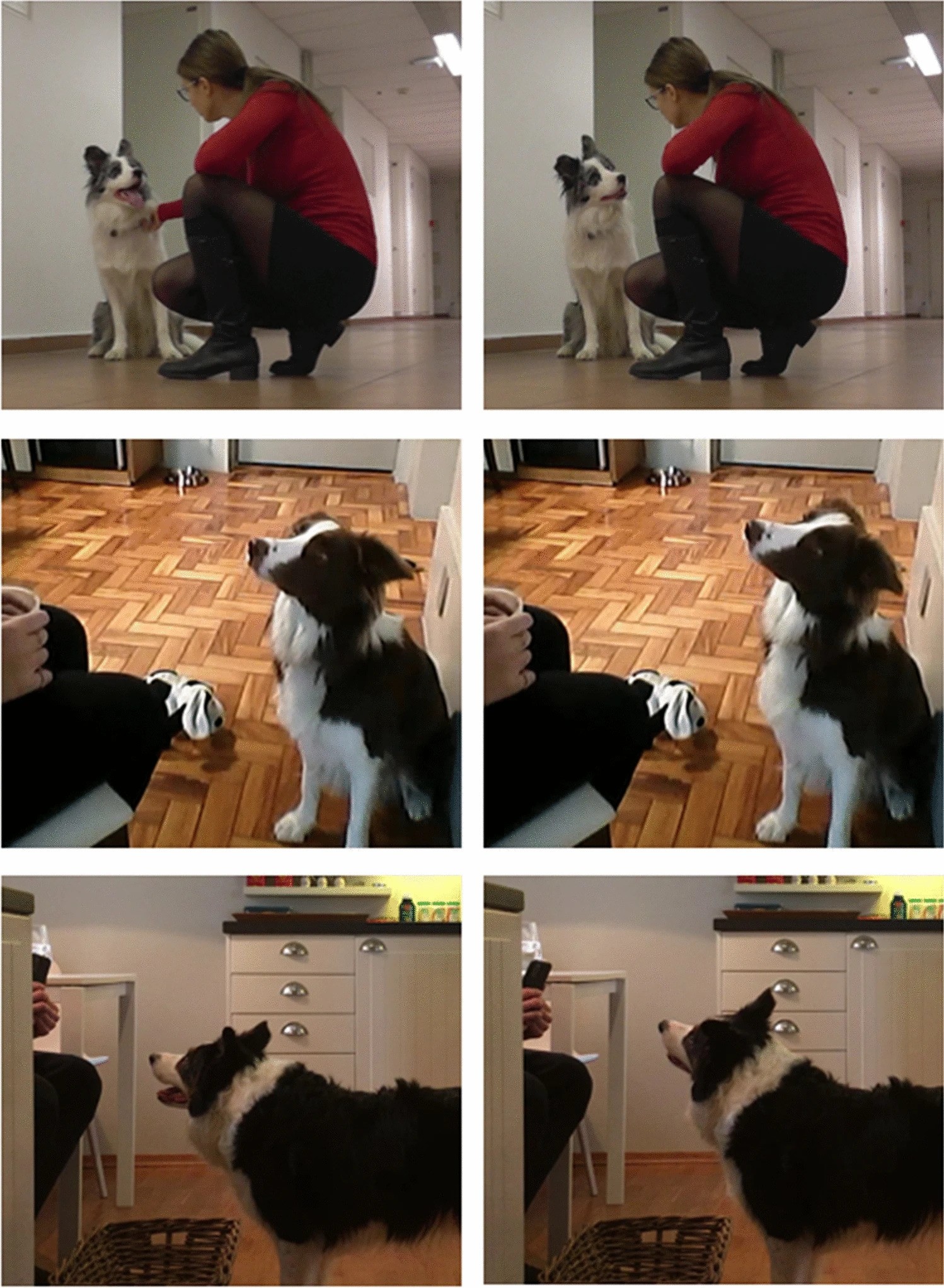 De cima para baixo: cães Max, Gaia e Whisky um pouco antes e durante a inclinação da cabeça (fotos esquerda e direita, respectivamente) durante os Experimentos 1 e 2 (Foto: Animal Cognition)
