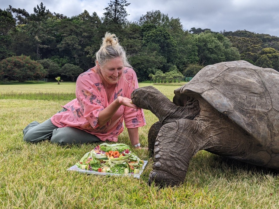 Animal terrestre mais velho do mundo, a tartaruga comemorou seus 190 anos com bolo