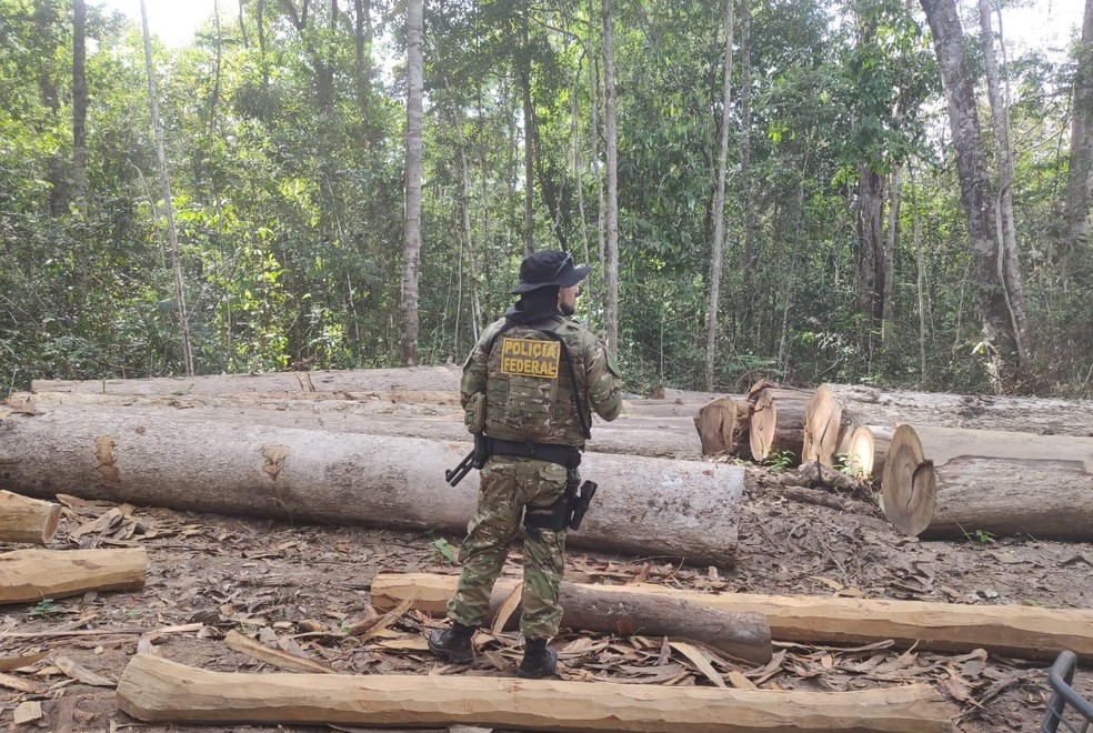 Policiais encontraram várias toras derrubadas dentro de reserva, em Chupinguaia — Foto: PF/Divulgação