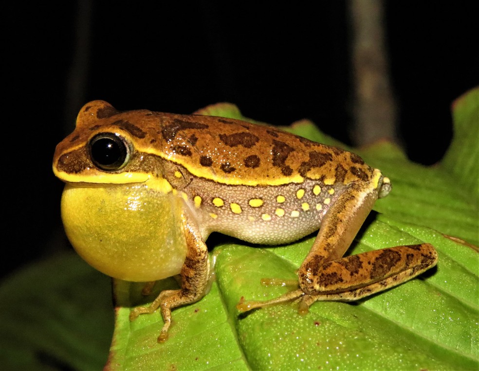 Esp&eacute;cie end&ecirc;mica do Parque Nacional da Chapada dos Veadeiros &eacute; um dos anf&iacute;bios apresentados no guia &mdash; Foto: Reuber Albuquerque Brand&atilde;o/Arquivo Pessoal