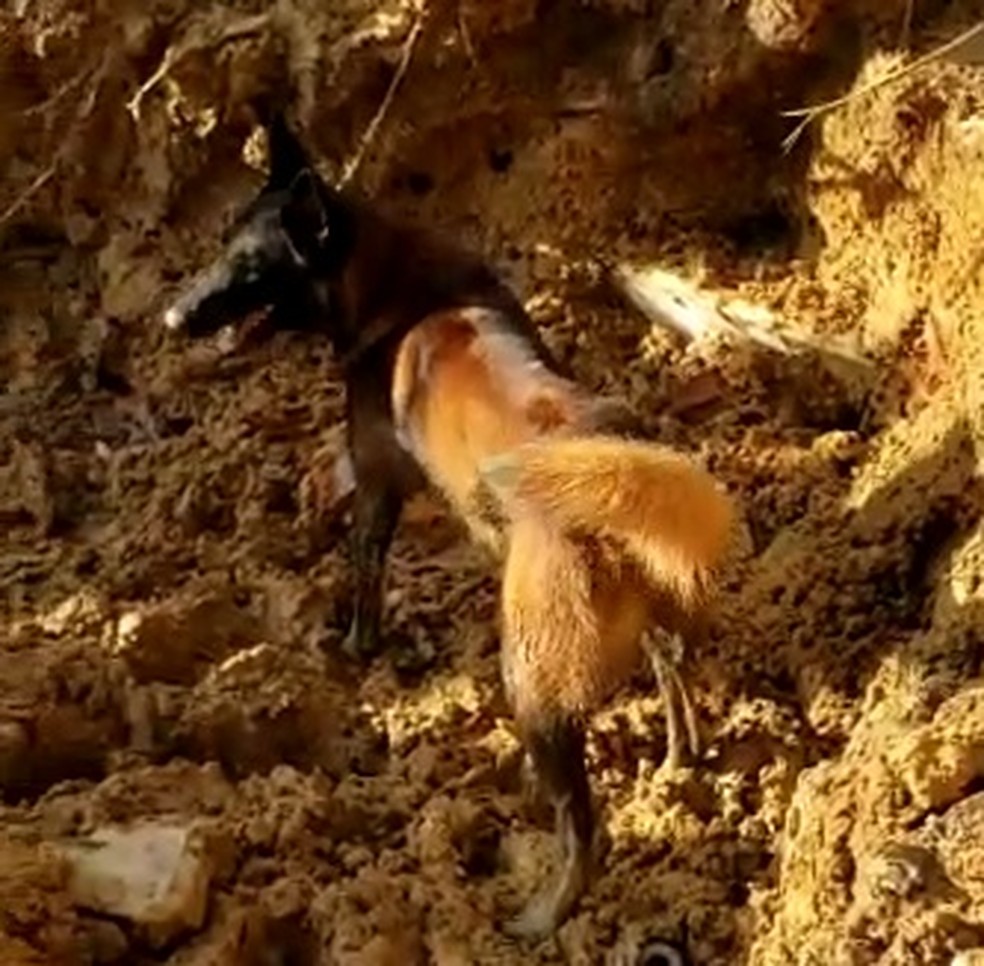 Cachorro farejador do Corpo de Bombeiros de Minas Gerais achou corpo de vítima na comunidade Bola de Ouro, no Curado 4, em Jaboatão dos Guararapes — Foto: Corpo de Bombeiros/Divulgação