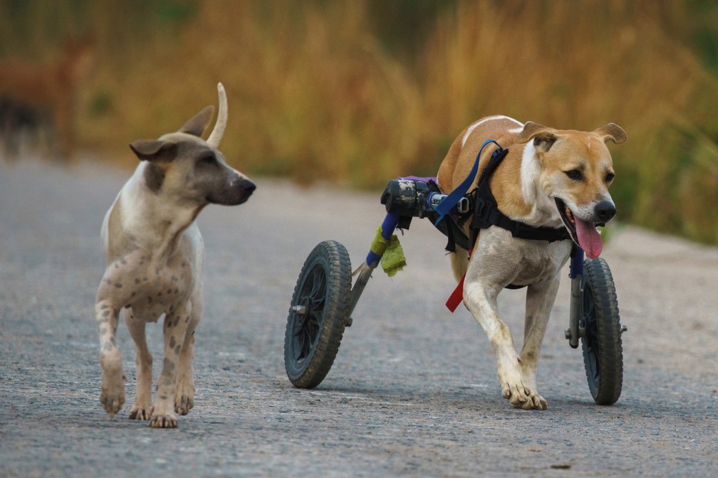 Cachorros durante caminhada diária em Chonburi, na Tailândia — Foto: Athit Perawongmetha/Reuters