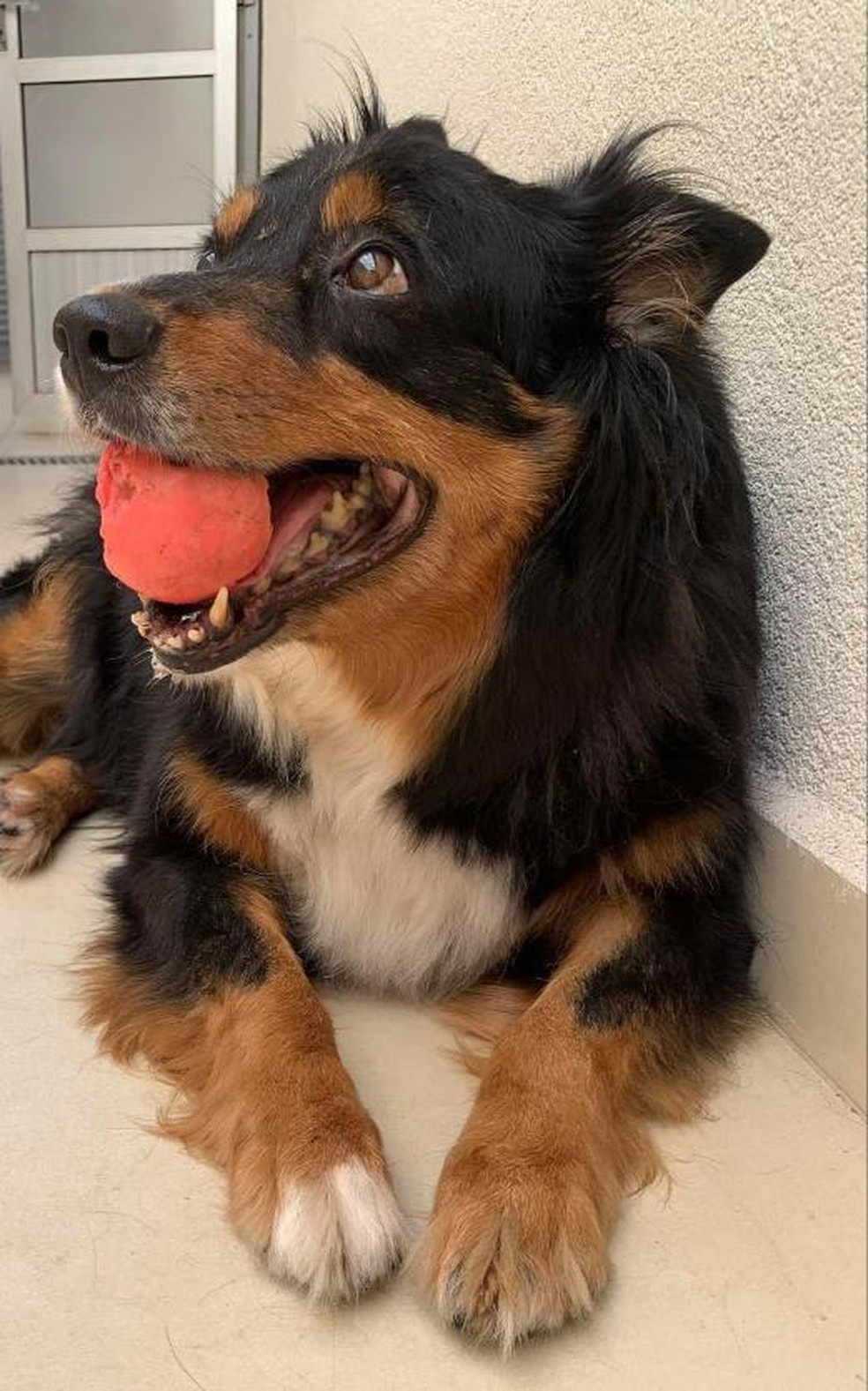 Cadela Da Raca Border Collie E Diagnosticada Com Alzheimer E Dona Em Rr Relata Como E Rotina Roraima G1