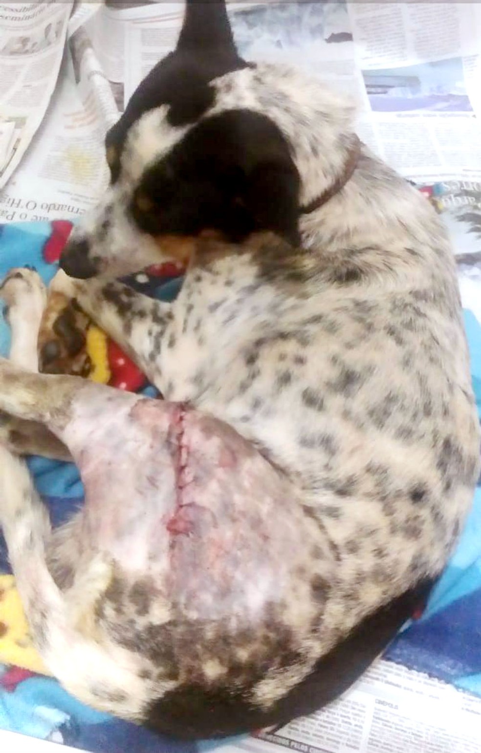 Cao Agredido A Pedradas Em Galia Passa Por Cirurgia De 4 Horas Para Corrigir Fratura No Femur Bauru E Marilia G1