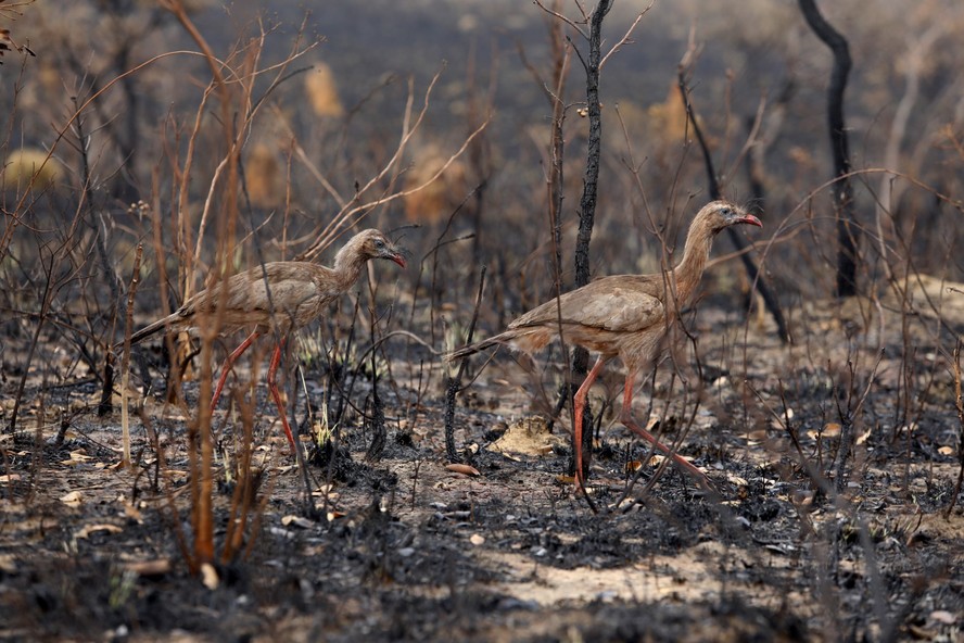 Casal de seriemas sobre cinzas no Cerrado: queimadas anteriores aumentam risco de novos incêndios